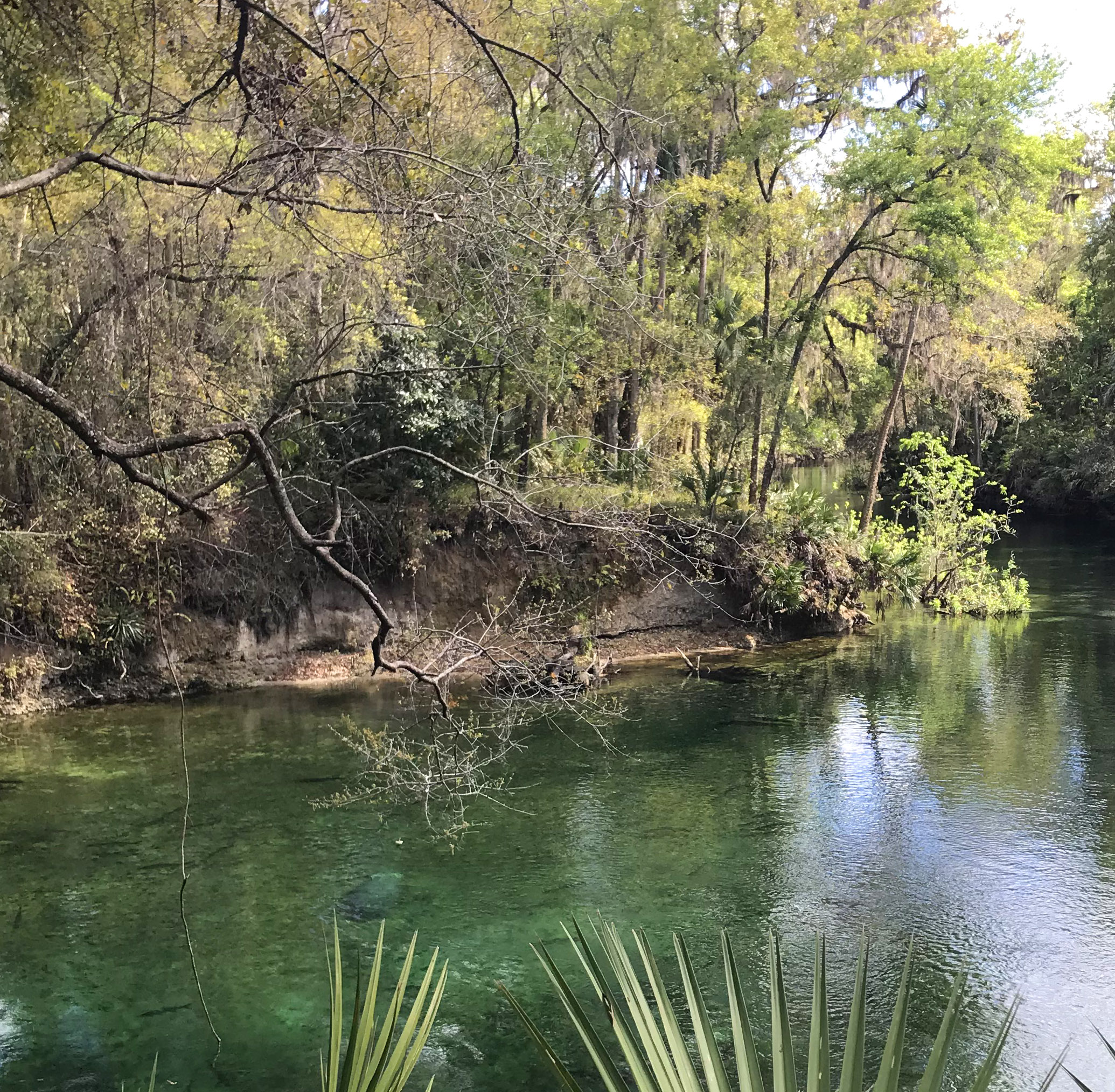 Blue Springs landscaping with Manatees in the water